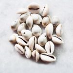 Cowrie Shells