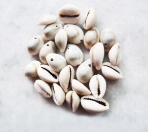 Cowrie Shells